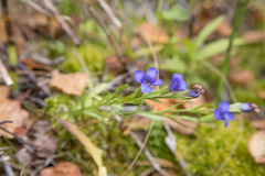 Gentianopsis barbata