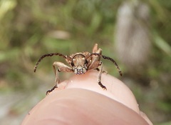 Pempsamacra dispersa