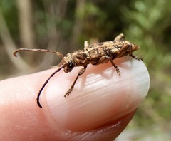 Pempsamacra dispersa