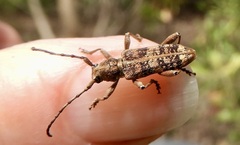 Pempsamacra dispersa