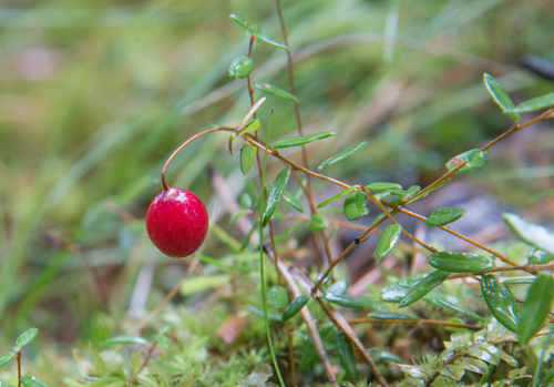 small bog cranberry