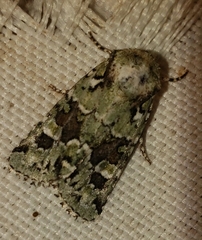 Lacinipolia laudabilis