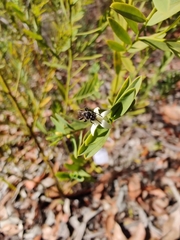 Tetragonula carbonaria