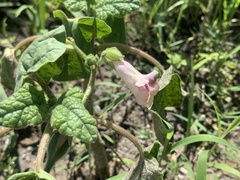 Proboscidea parviflora