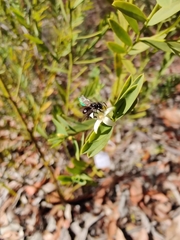 Tetragonula carbonaria