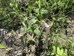 Proboscidea parviflora