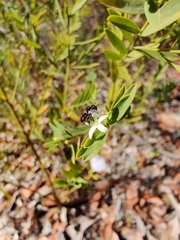 Tetragonula carbonaria