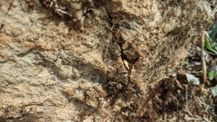 Lepismatidae