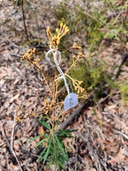 Astrotricha longifolia