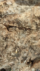 Lepismatidae
