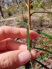 Astrotricha longifolia