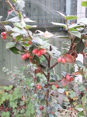 Cotoneaster simonsii