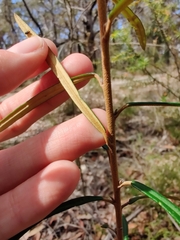 Astrotricha longifolia