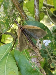 Trachythorax yunnanensis