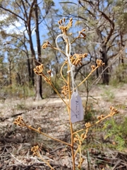 Astrotricha longifolia
