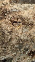 Lepismatidae