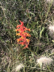 Dichromanthus cinnabarinus