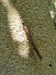 Trachythorax yunnanensis