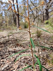 Astrotricha longifolia