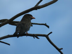 Eurystomus orientalis