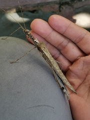 Trachythorax yunnanensis