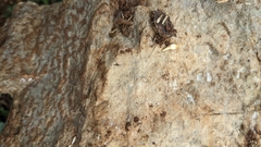 Lepismatidae