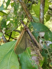 Trachythorax yunnanensis
