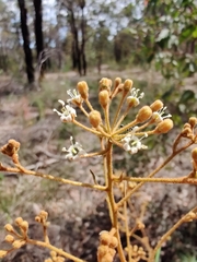Astrotricha longifolia
