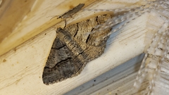 Digrammia continuata