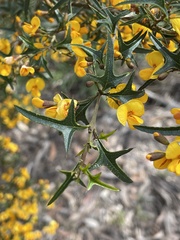 Podolobium ilicifolium