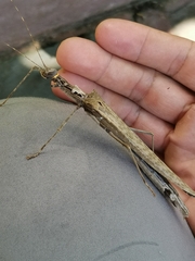 Trachythorax yunnanensis