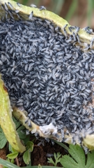 Baizongia pistaciae
