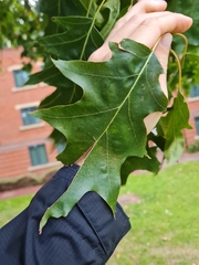 Quercus cerris