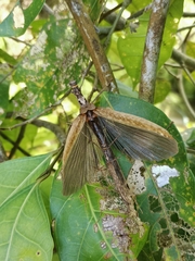 Trachythorax yunnanensis