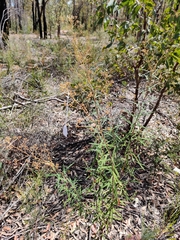 Astrotricha longifolia