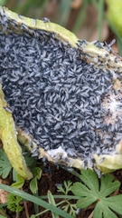 Baizongia pistaciae