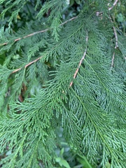 Chamaecyparis