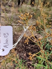 Astrotricha longifolia