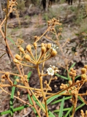 Astrotricha longifolia