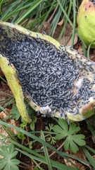 Baizongia pistaciae