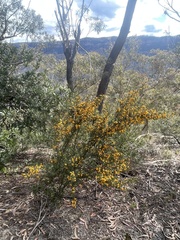 Podolobium ilicifolium