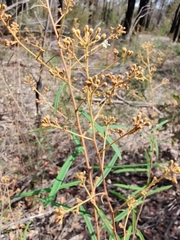 Astrotricha longifolia