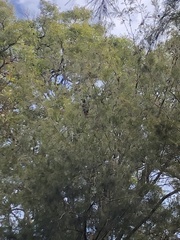 Calyptorhynchus lathami