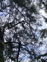 Calyptorhynchus lathami