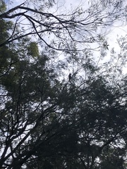 Calyptorhynchus lathami