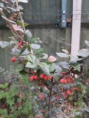 Cotoneaster franchetii