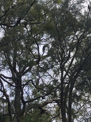 Calyptorhynchus lathami