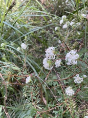 Pimelea linifolia