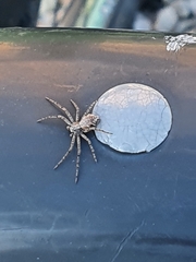 Philodromus margaritatus