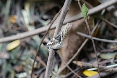 Hypena laceratalis